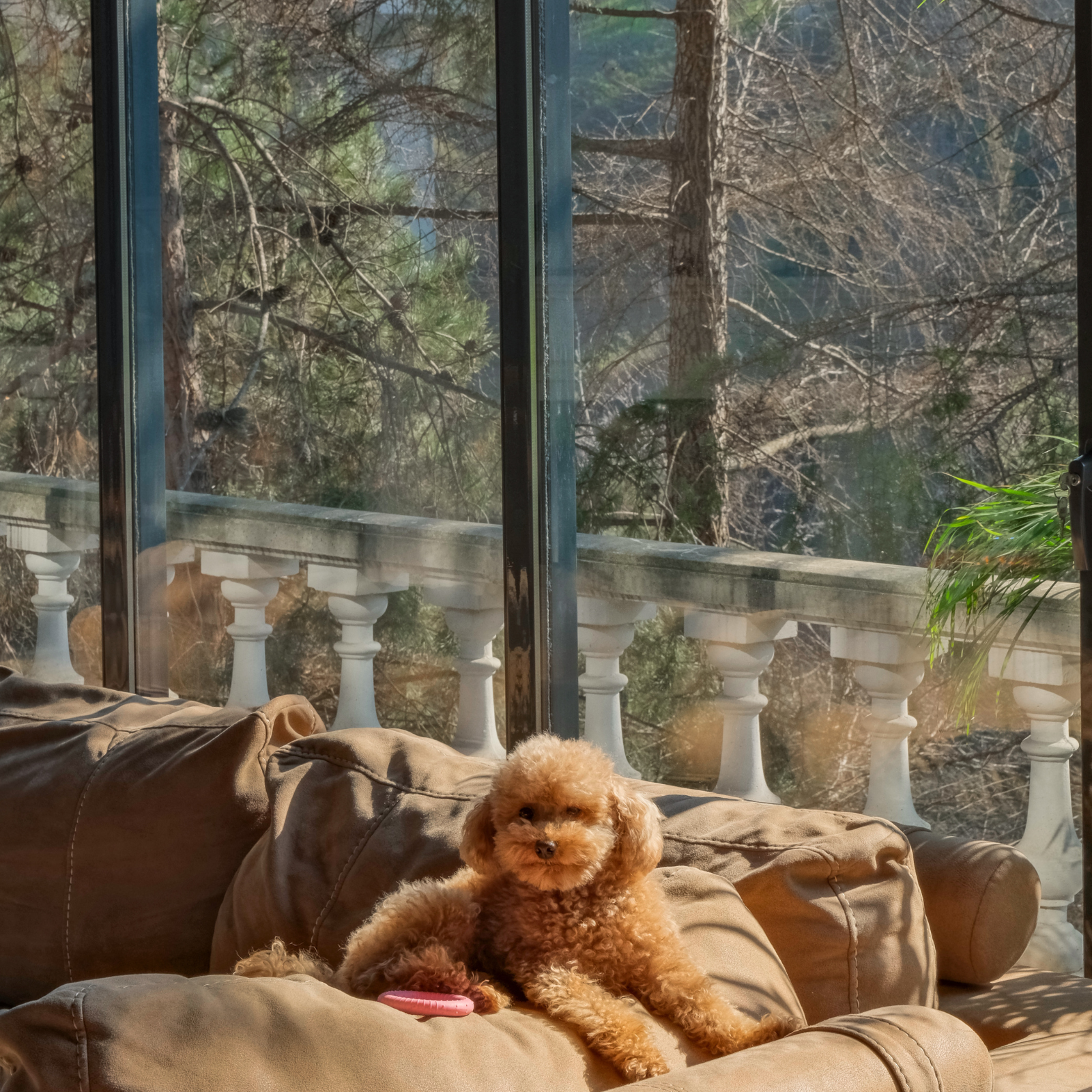 Small dog resting on a sofa under an aluminum pergola enclosed with sliding glass panels, showcasing the comfort and elegance of AnkaSpaces outdoor living design.
